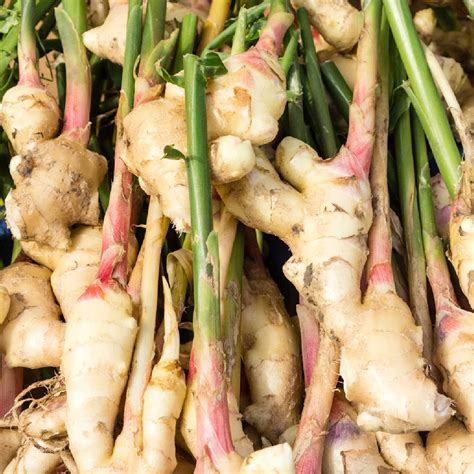 How To Grow Grocery Store Ginger Roots Sunny Home Gardens