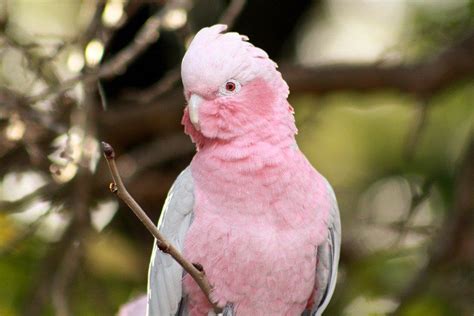 Galah Pink And Gray Parrot Free Photo On Pixabay Parrot Australian