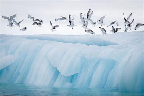 28 Iceberg Photography Free And Premium Templates