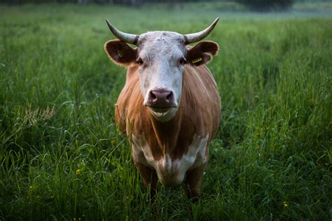 agriculture beef bovine calf cattle cow dusk evening farm grazing landscape livestock