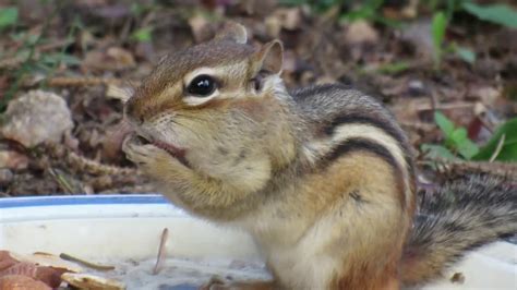 Chipmunk Stuffing Almonds Into His Cheeks With Timelapse Youtube