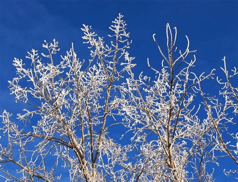 Tree With Hoar Frost Stock Photo Image Of Tree Background 87481926