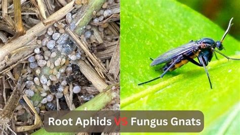 Root Aphids Vs Fungus Gnats Identify And Control