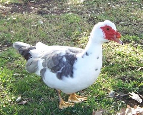 duck chicken hybrid