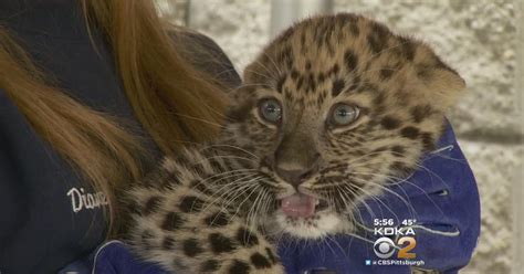Pittsburgh Zoos Rare Leopard Cub Gets First Check Up Cbs Pittsburgh
