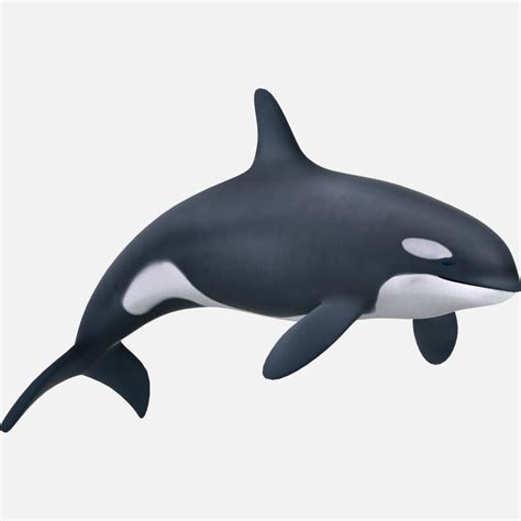 Killer Whale Orcinus Orca 3d Model By Gabrielcasamasso