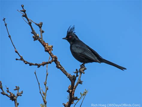 Southwestern Usa Desert Birding 365 Days Of Birds