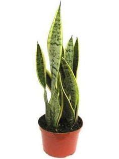 Money tree plant care is easy. Large Braided Money Tree | Plants Non-Toxic to Cats | Pinterest | Money trees, Plants and ...