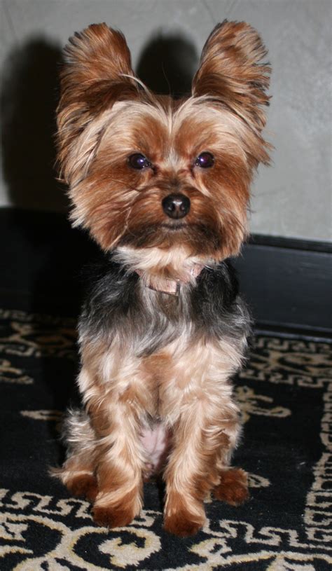 Miniature Yorkshire Terrier Bad Haircuts For Yorkies