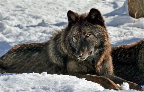 Can Non Native Wolves Receive Protections Reserved For Native Species