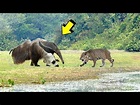 Best Fight Of The JAGUAR | Jaguar vs giant anteater, cayman, river ...