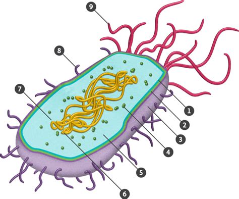 Prokaryotic Cell Png Clipart Large Size Png Image Pikpng