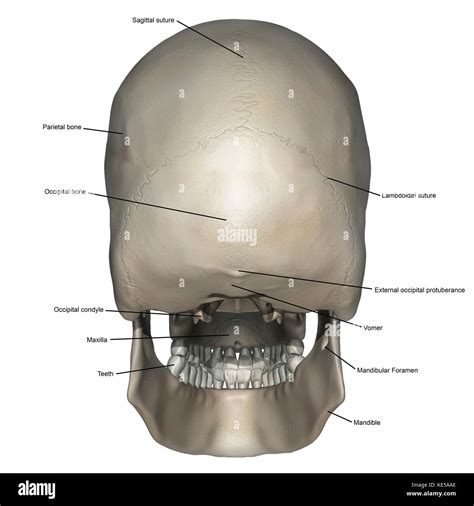 Posterior Skull Anatomy Diagram