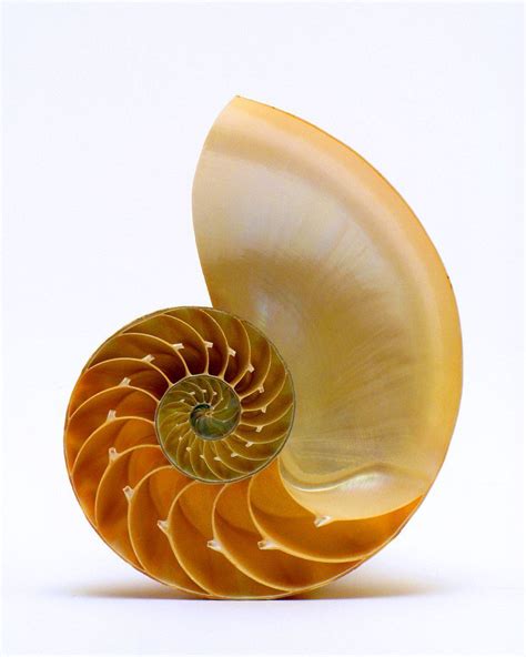 Nautilus Shell Cut In Half Geometry In Nature Sacred Geometry