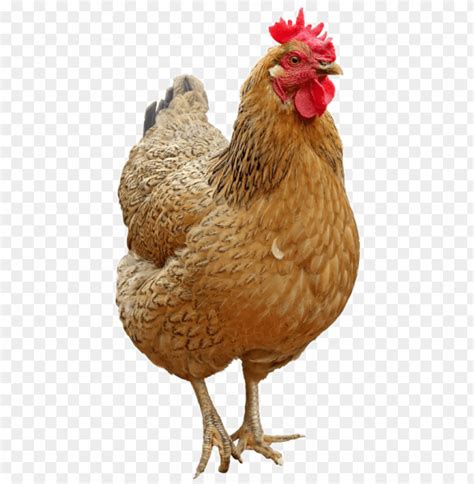 Chicken Png Transparent Image Chicken Hen PNG Image With Transparent Background TOPpng