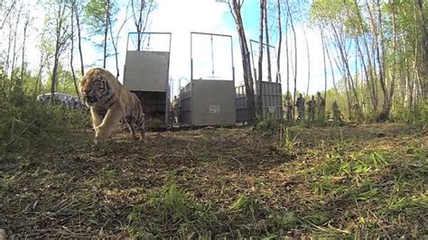 Siberian Tiger Released Into The Wild By Putin Returns From His