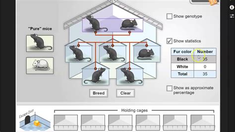 Get, create, make and sign mouse genetics two traits answer key. Mouse Genetics one trait Gizmo - YouTube