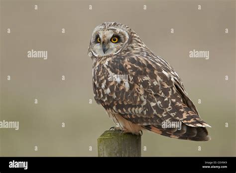 Short Eared Owl Asio Flammeus Lincolnshire Uk Stock Photo Alamy