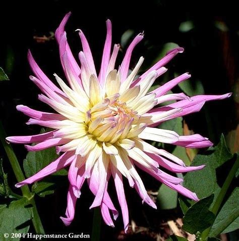 These unusually shaped flowers give off the exotic feel and would like fantastic planted amongst calla lilies and other more tropical looking flowers like gloriosa. PlantFiles Pictures: Incurving Cactus Dahlia 'Star's ...