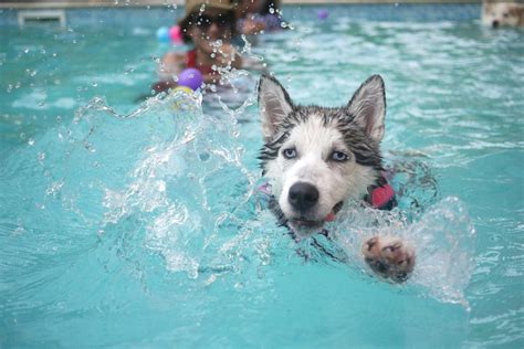 Free Picture Wet Water Summer Dog Canine Swimming Pool