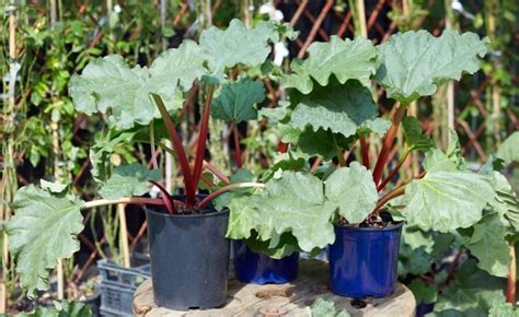 Diese ebenfalls häufig gestellte frage wird traditionell mit dem hinweis beantwortet, dass die ernte mit dem. Pin on Garten