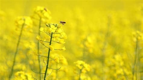 Download Complete Yellow Flowers Wallpapers | HD Wallpapers | ID #5693