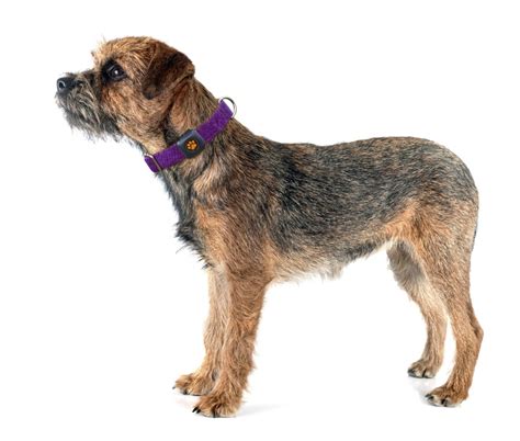 Border Terrier Breed Guide Pitpat