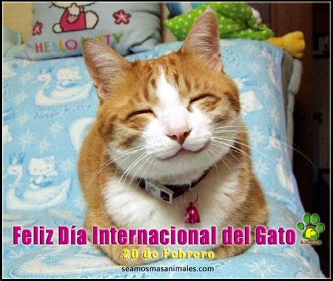 Feliz Día Internacional Del Gato Seamos Mas Animales Como Ellos Smace