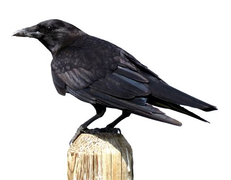 Crow Png Transparent Crow Png Images Pluspng Vrogue Co