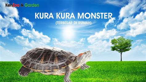 Kura Kura Monster Kenzoo And Garden Youtube