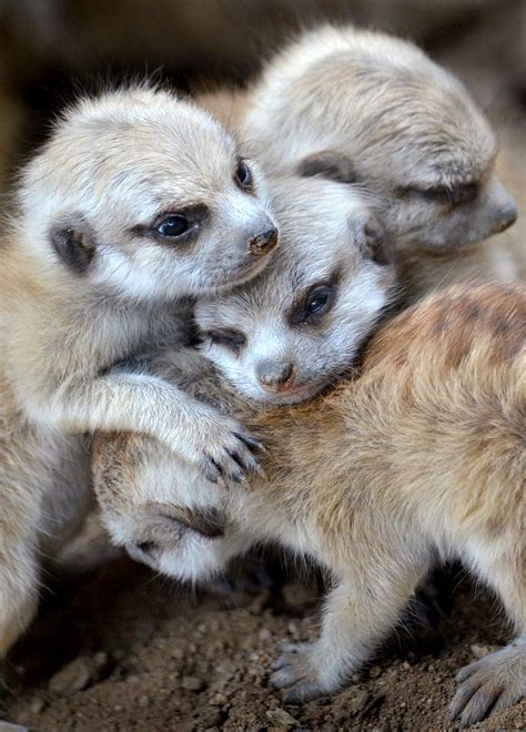 Adorable Little Meerkat Babies In A Group Hug Ion Moe