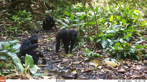 Chimpanzees Are Digging Wells ‘after Learning From An Immigrant Ape