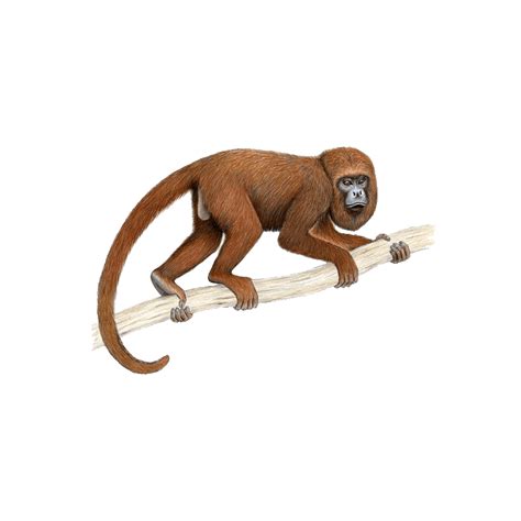 Howler Monkey Png Images Transparent Hd Photo Clipart In 2022 Photo