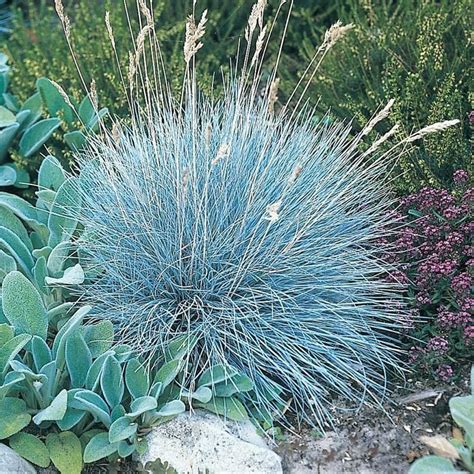 Blue Fescue Grass Perennial Plants Perennial Grasses Live 1000 Blue
