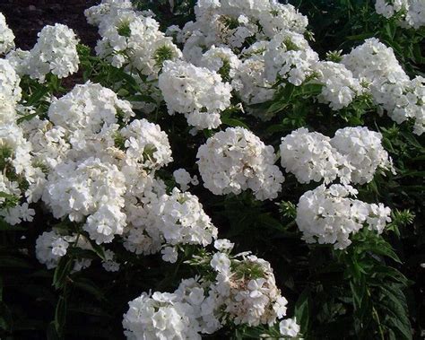 Phlox Paniculata White Admiral Hawthorn Tree Small Trees For