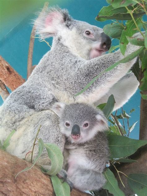 Pin On Xx Koala Cuties Xx