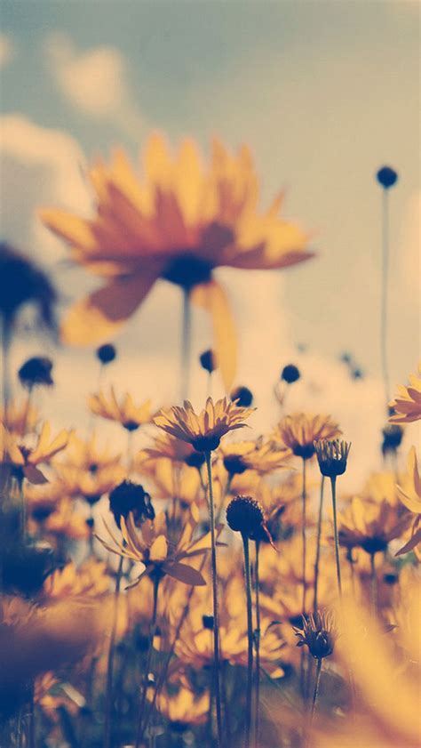 Summer Flower Sepia The Iphone Wallpapers