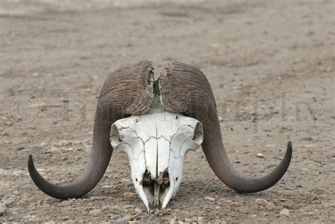 Musk Ox Skull Tom Murphy Photography