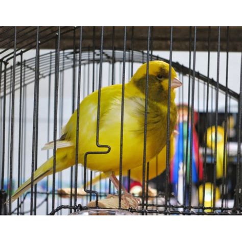 Cock Border Canaries