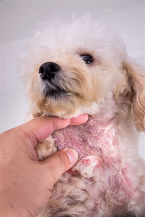 Is Dermatitis In Dogs Contagious