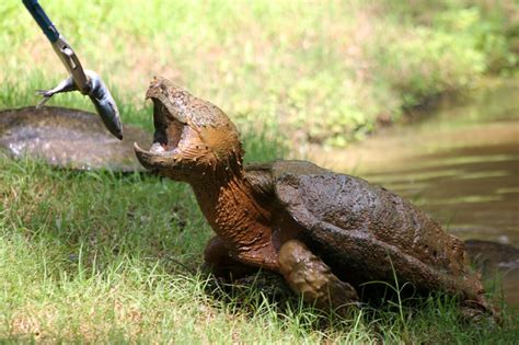 Alligator Snapping Turtle Diet