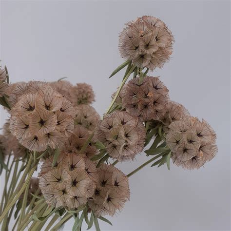 Scabiosa Starball Seed Pods — Handpicked Flower Farm