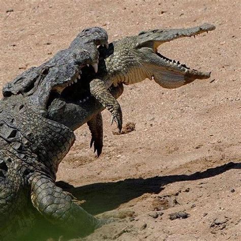 Croc Eat Croc Incredible Moment 13ft Half Ton Cannibal Crocodile Eats