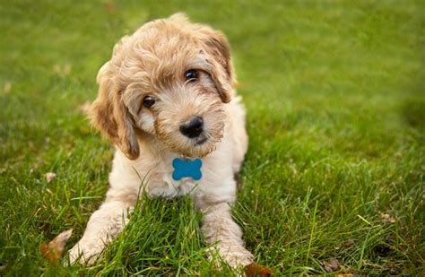 Breed Guide: Goldendoodle | Healthy Paws Pet Insurance