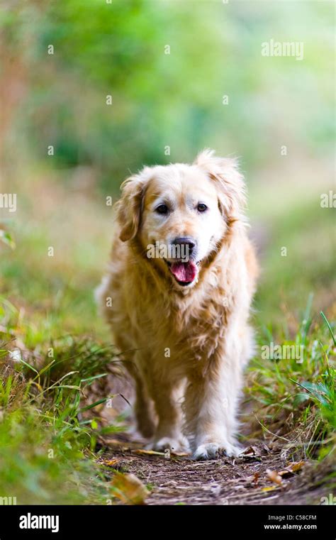 Beautiful Elegant Healthy Old Female Golden Retriever Out For A Walk In The Countryside Stock