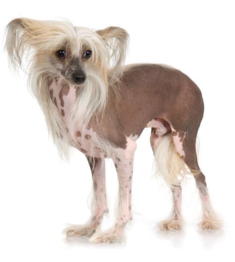 Chinese Crested History Personality Appearance Health