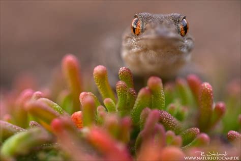 Gomera Gecko Foto And Bild Tiere Wildlife Amphibien And Reptilien Bilder Auf Fotocommunity