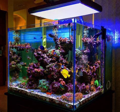 Medium heavy to heavy, accommodating angler success using these gear types is not guaranteed. Pin by Ethan Fry on Marine tank | Aquarium fish tank ...