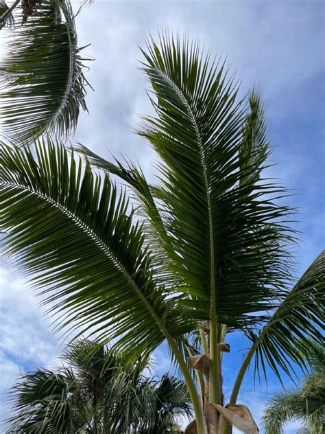 Pin By Vera Artdeko On Dominicana Punta Cana Plant Leaves Plants