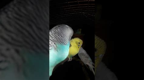 How Budgies Sleeps At Night Shorts Video Budgies Parrot Budgies